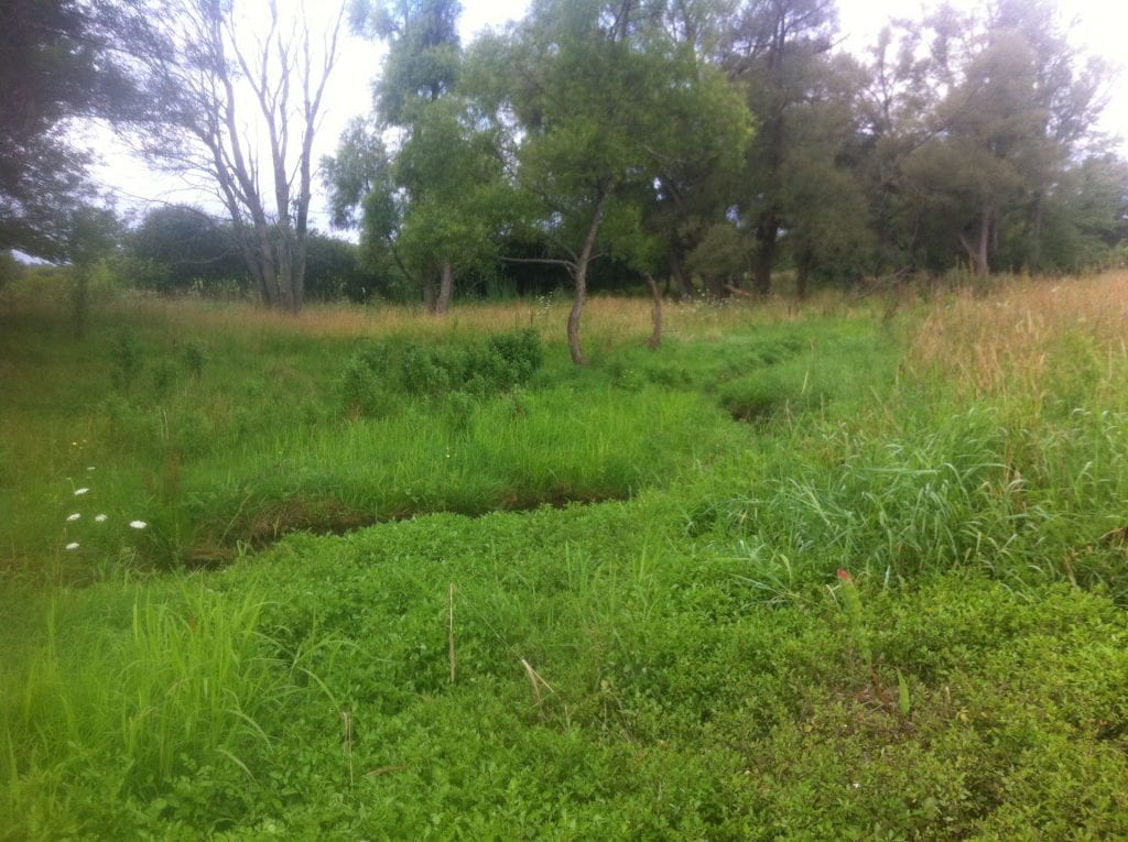 Cattle exclusion riparian buffer