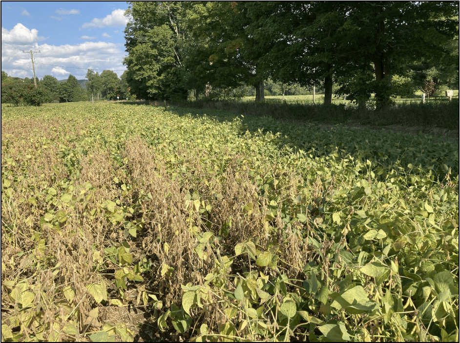 soybeans dried by SCN with healthy surrounding crop