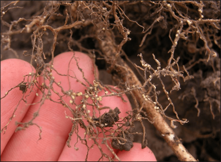 soybean roots with nematode cysts