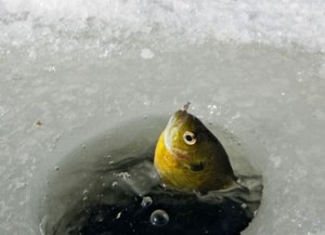 perch-ice-fishing