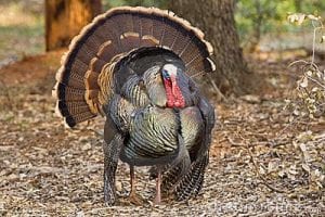Oven bag wild turkey breast - Carolina Sportsman