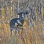 Buck in the Brush_200x200 for FB