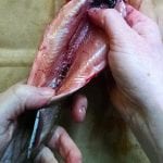 brook trout cleaning, removing blood line close up