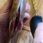 brook trout, opening from vent up to head