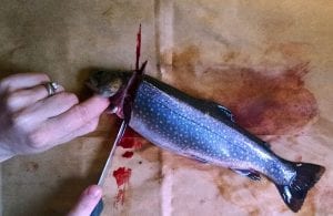 brook trout, removing head