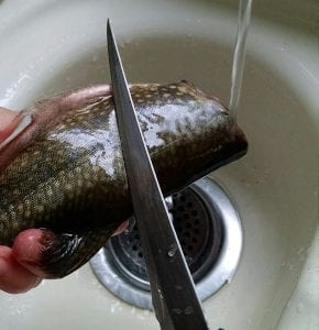 brook trout, scraping slime off