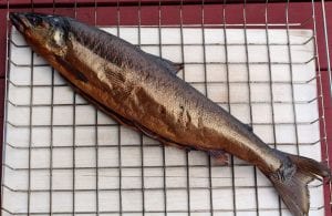 whole smoked lake salmon