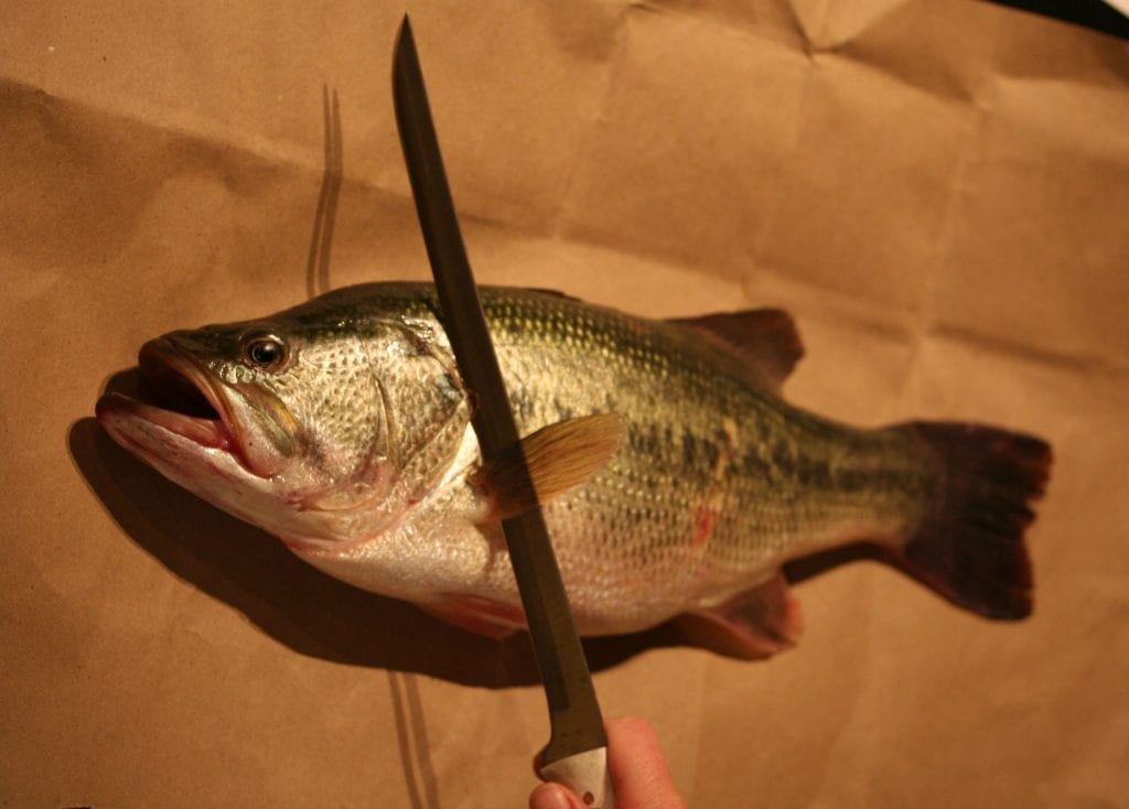 How To Clean Largemouth Bass