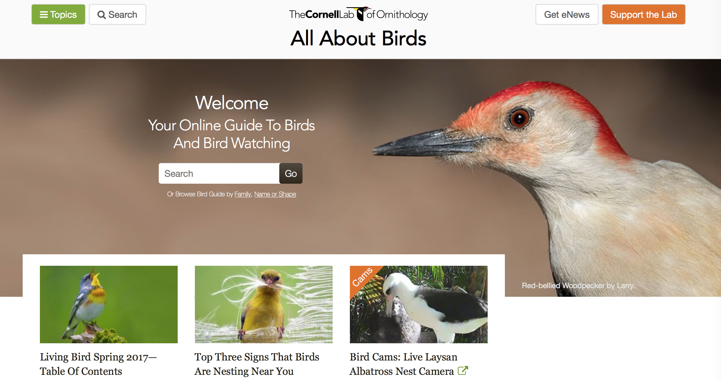 all about birds website