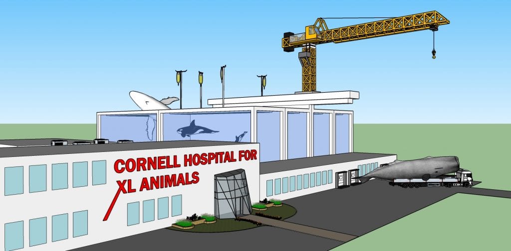 Cornell to Construct New 'Extra-Large' Animal Hospital for Cetacean  Patients – WildLIFE