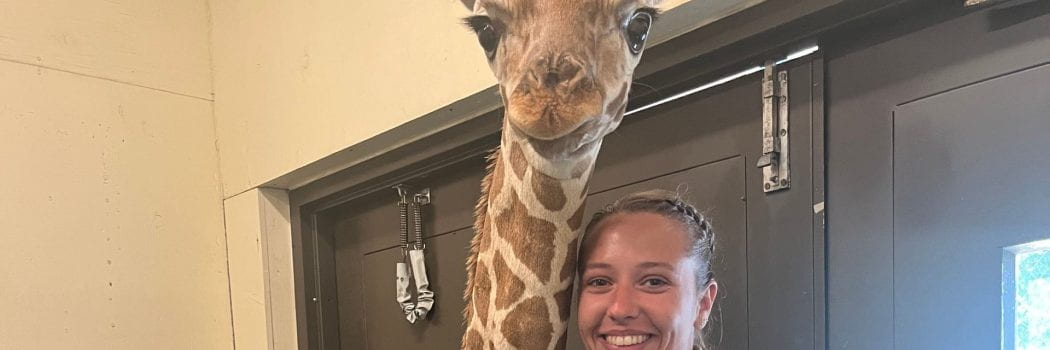 Baby Giraffes Galore! Great Adventures at Six Flags Wild Safari