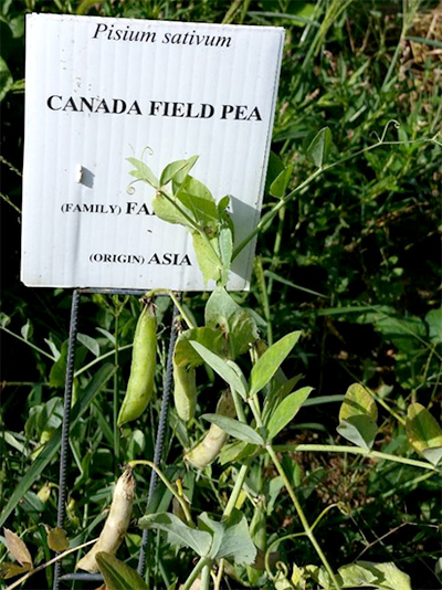 field pea