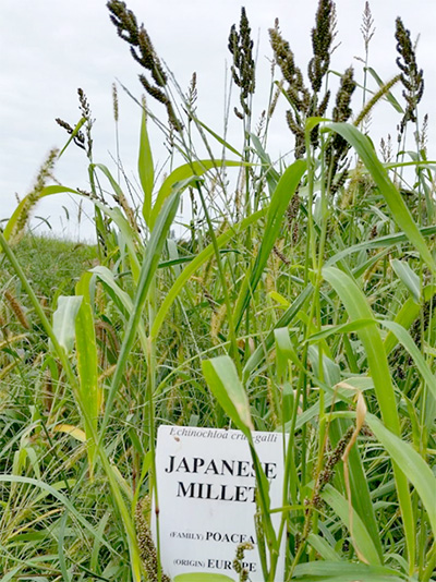 Japanese millet